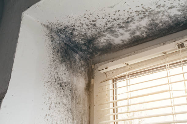 Trusted Crawl Space Mold Removal service in Butler, NJ - Cheap Mold Removal